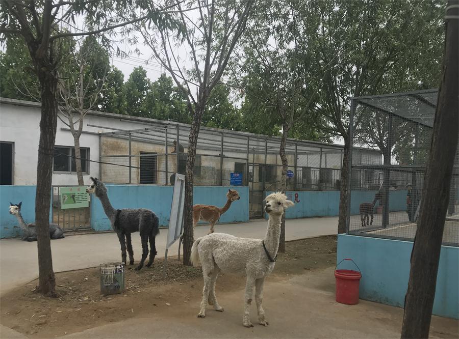 天鵝湖風(fēng)景區(qū)（泰山）速覽！(圖4)