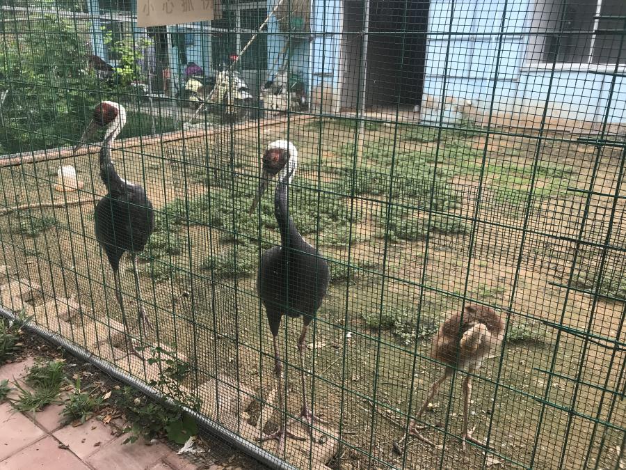 天鵝湖風(fēng)景區(qū)（泰山）速覽！(圖6)