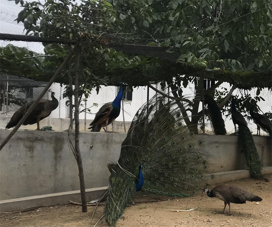 天鵝湖風(fēng)景區(qū)（泰山）速覽！(圖11)