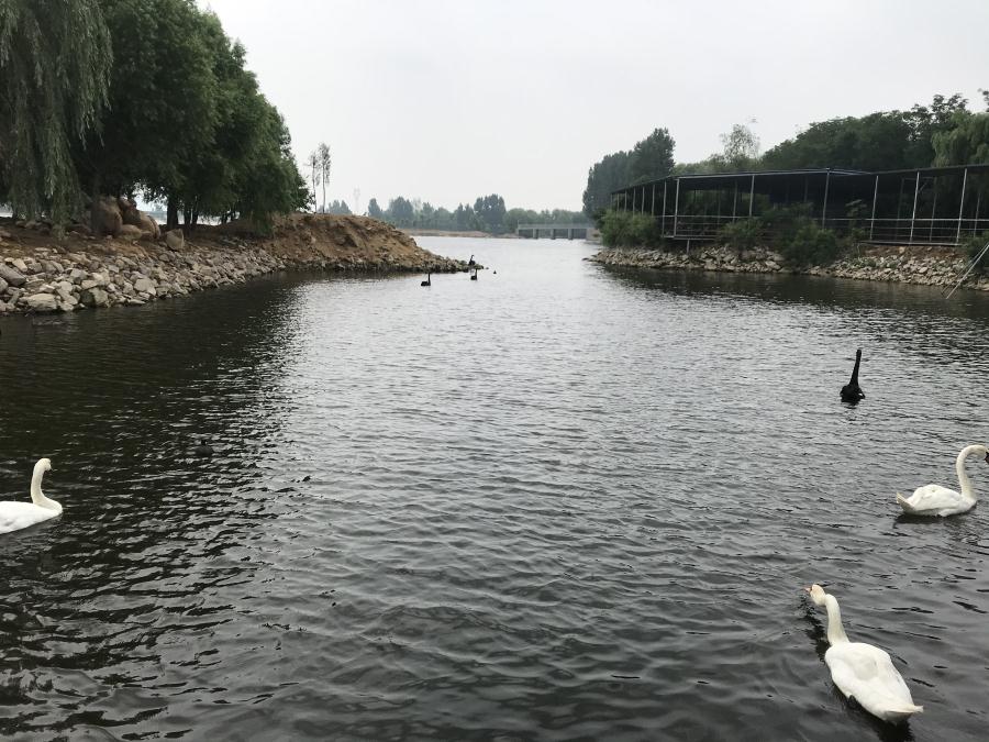 天鵝湖風(fēng)景區(qū)（泰山）速覽！(圖14)