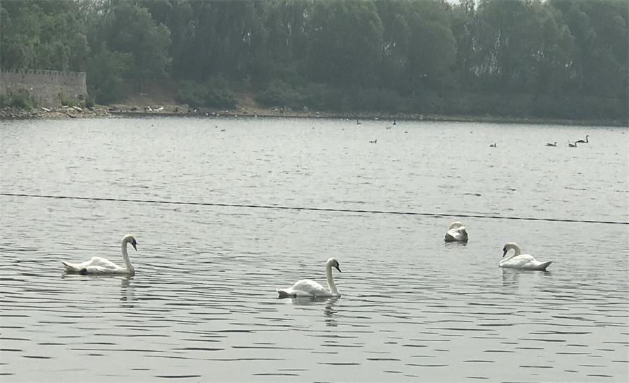 天鵝湖風(fēng)景區(qū)（泰山）速覽！(圖18)