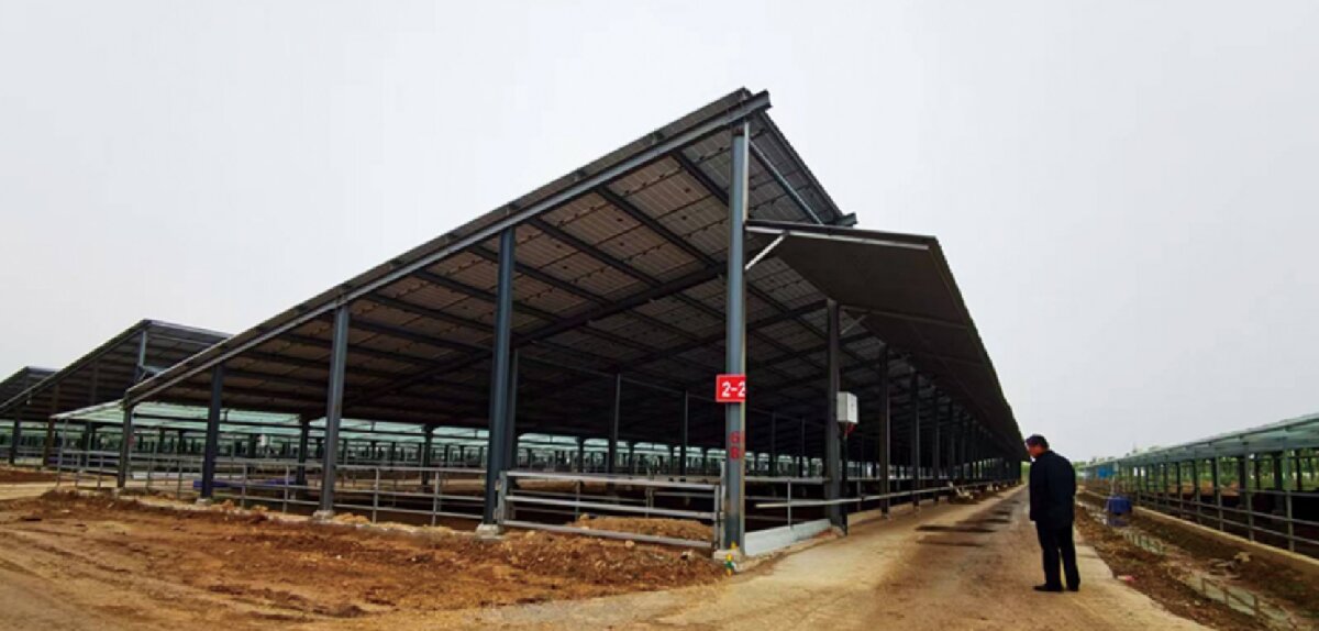 信橋鋼構：打卡蒙陰農(nóng)業(yè)溫室大棚、青州黑牛養(yǎng)殖基地！(圖5)